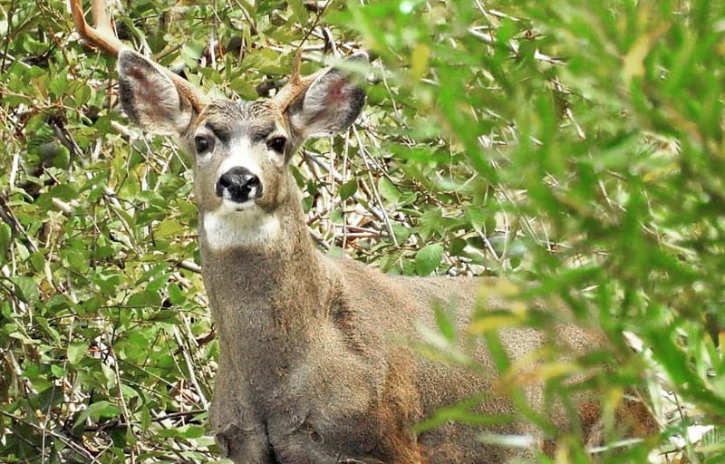 Mammals in the Rain — Part 2