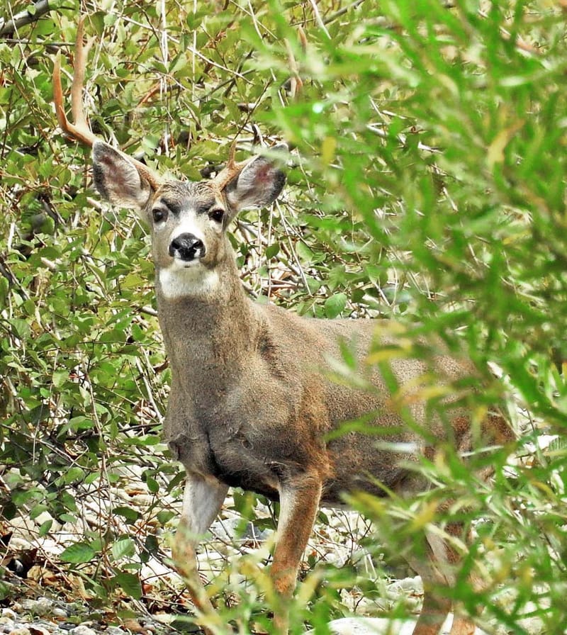 Columbian Black-tailed Deer (buck) — Odocoileus hemionus columbianus