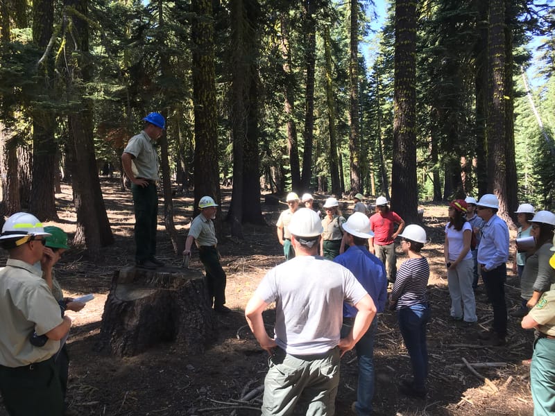 Forest Service staff and visitors in hard hats gather among tall conifers during a forest-management field visit.