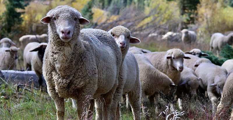 The Responsible Wool Standard is governed by the Textile Exchange and holds certified wool suppliers to strict standards. This certification is a voluntary, third-party audited standard that addresses the welfare of sheep, the land they graze on, and the workers who tend both. (Photo courtesy of Shaniko Wool Company)
