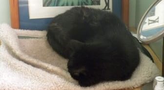 Southwest Sierra #119 – Cats