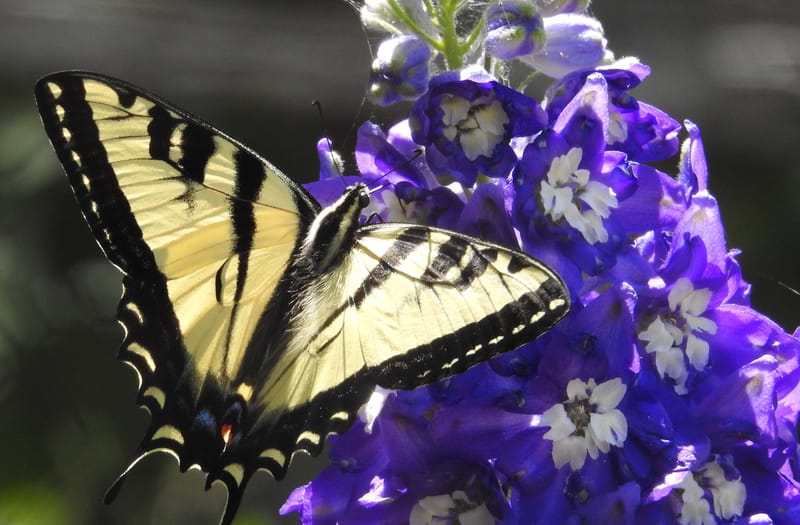 Down in the Garden! — Part 2