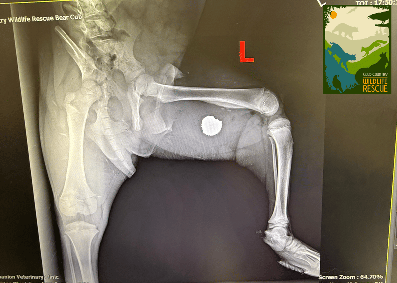 An X-ray image of the leg of one cub revealed the bear had been shot.