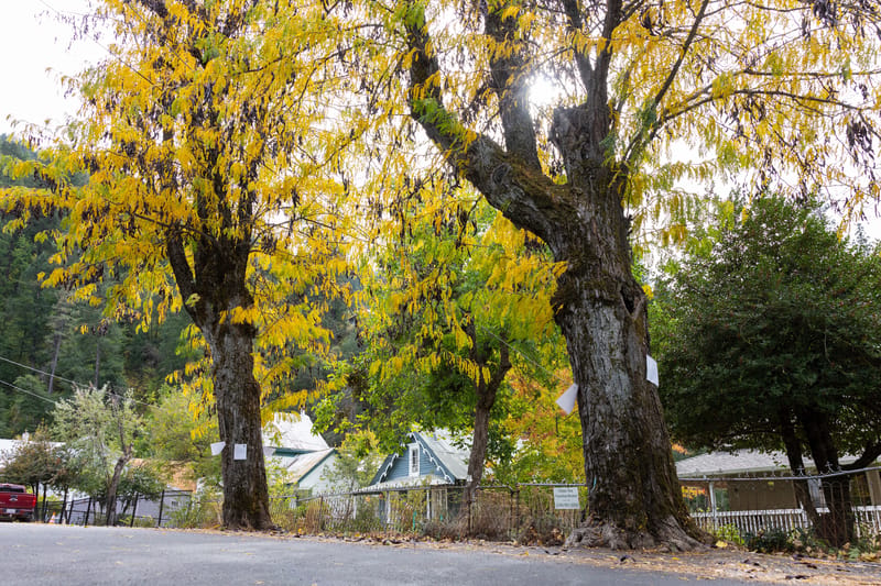 County Seeks to Save Two Commercial Street Trees