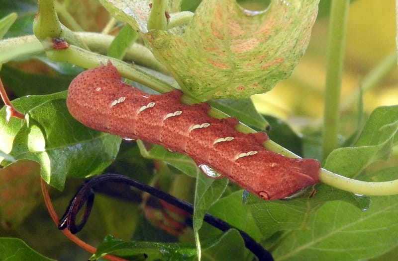 Achemon Sphinx Moth — Eummorpha achemon