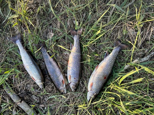 Lenny’s haul of trout